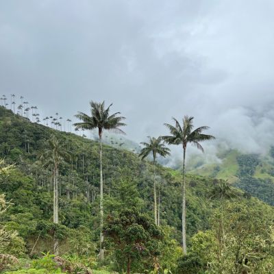 Vallée del Silencio en Colombie avec ses hauts palmiers à cire